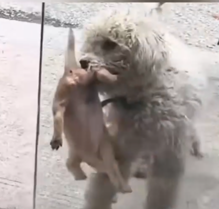 Part2 Animals Rescue #dogrescue #rescuedog #dogsofttiktok #foryoupage #foryou #dogs