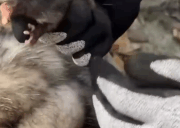 Part2 Animals Rescue #dogrescue #rescuedog #dogsofttiktok #foryoupage #foryou #dogs