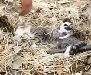 parte 559 rescue a family of cats #heroes #rescue #familycat #love #helpkittendifficulty #animals #p_part2