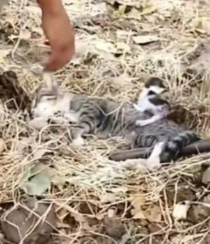 parte 559 rescue a family of cats #heroes #rescue #familycat #love #helpkittendifficulty #animals #p_part2