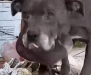 Part2 Animals Rescue #dogrescue #rescuedog #dogsofttiktok #foryoupage #foryou #dogs