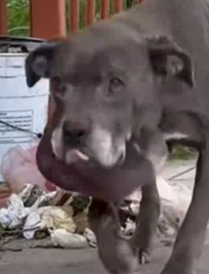 Part2 Animals Rescue #dogrescue #rescuedog #dogsofttiktok #foryoupage #foryou #dogs