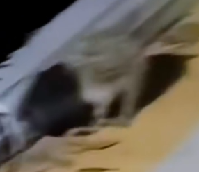 rescued hedgehog trapped in tin can on the street and then_part2