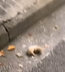 Rescue a newborn puppy on the road_part2