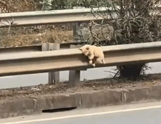 I saw a dog tied in the middle of the road.I ran over to save it,_part2