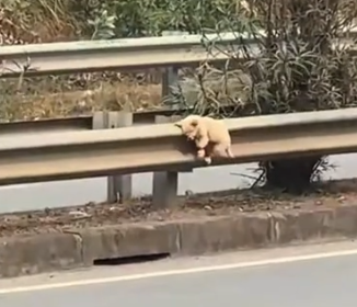 I saw a dog tied in the middle of the road.I ran over to save it,_part2