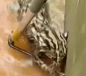 Part2. Animals Rescue #dogrescue #rescuedog #dogsofttiktok #foryoupage #foryou #dogs