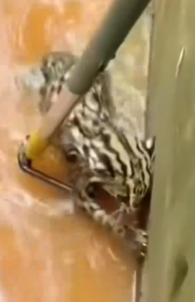 Part2. Animals Rescue #dogrescue #rescuedog #dogsofttiktok #foryoupage #foryou #dogs