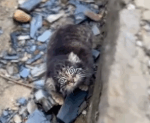 Rescue an abandoned cat, but later I realized that he wasn’t a cat #rescue_part2