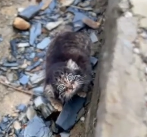 Rescue an abandoned cat, but later I realized that he wasn’t a cat #rescue_part2