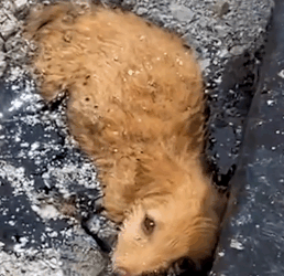 Puppy stuck in tar smiles when rescuers arrive_part2