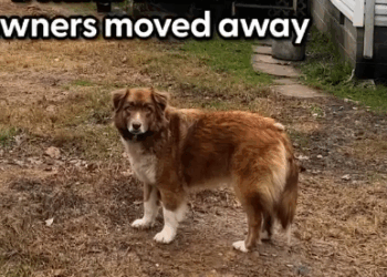 Sweet Dog Is Left Behind When Couple Breaks Up_part2