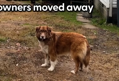Sweet Dog Is Left Behind When Couple Breaks Up_part2