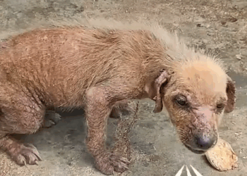 Terrified puppy transformed into confident little girl 🐶❤️_part2