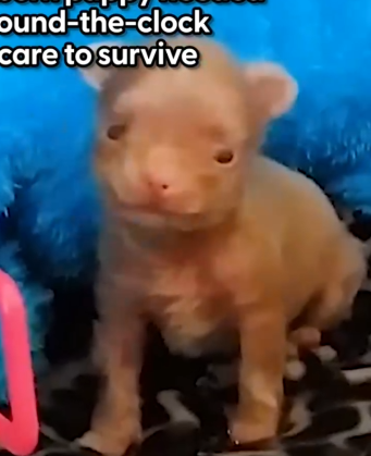 Tiny Little Nugget Turns Into A Puppy — And Then A Wild Man_part2
