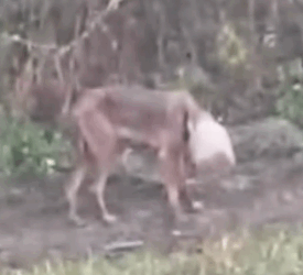 Ten animal rescue moments to warm your heart ⛑😥_part2