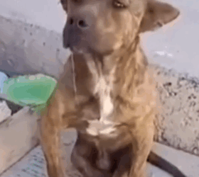 parte rescue of an abandoned dog with serious disabled problems❤️ #heroes #rescue #dog #disabled_part2