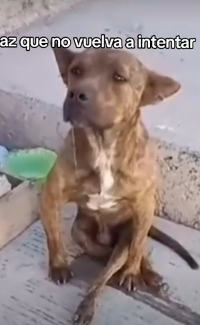 parte rescue of an abandoned dog with serious disabled problems❤️ #heroes #rescue #dog #disabled_part2