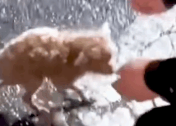 Part2 Animals Rescue #dogrescue #rescuedog #dogsofttiktok #foryoupage #foryou #dogs