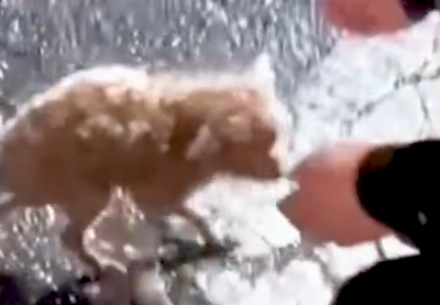 Part2 Animals Rescue #dogrescue #rescuedog #dogsofttiktok #foryoupage #foryou #dogs