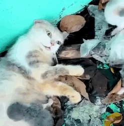 Rescue of Unwell Kitten 🤒🐾_part2