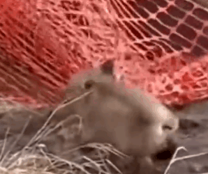 Rescued Fox Cub Find’s New Family_part2