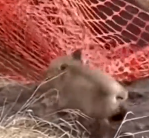 Rescued Fox Cub Find’s New Family_part2