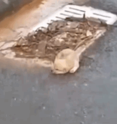 So tiny… lying helpless on the road — we couldn’t just walk away_part2