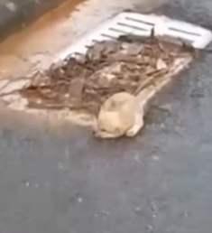 So tiny… lying helpless on the road — we couldn’t just walk away_part2