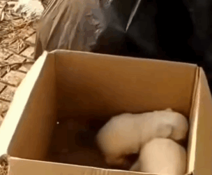 Two tiny white angels, helpless on the road_part2