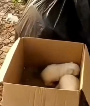 Two tiny white angels, helpless on the road_part2