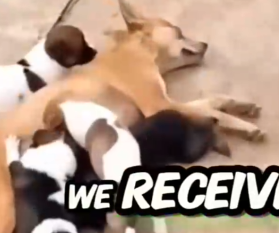 Rescue this dog family inside the same river._part2