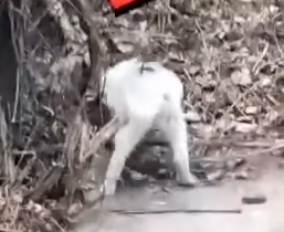 Part2 Animals Rescue #dogrescue #rescuedog #dogsofttiktok #foryoupage #foryou #dogs