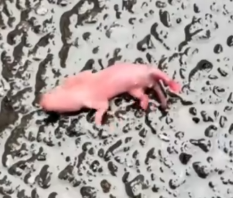 rescued newborn hamster rescue animals_part2