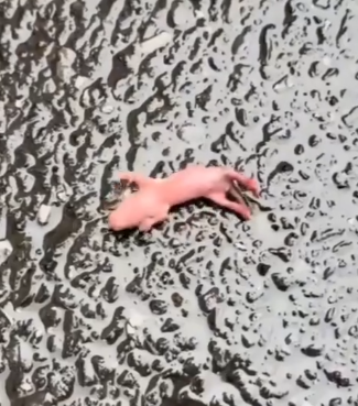 A_man_rescued_a_newborn_sugar_glider_that_was_abandoned_after_the_rain._part2