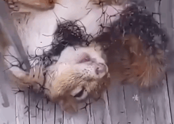 Rescue of a Dying Chipmunk Trapped in Net Leads_part2