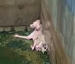 I saw a dog trapped in a wastewater pool.It looks so pitiful.I went into the water and rescued it_part2