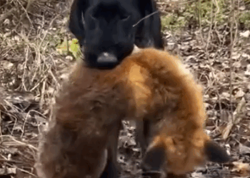 Rescue an injured fox and then #rescue #animals_part2