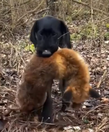 Rescue an injured fox and then #rescue #animals_part2