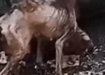 She Was Too Weak to Stand… But What Happened Next Will Melt Your Heart_part2