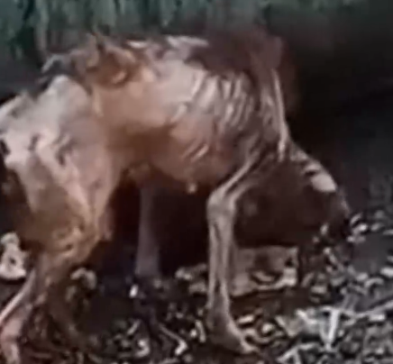 She Was Too Weak to Stand… But What Happened Next Will Melt Your Heart_part2