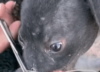 Rescued dog was going to be sold as meat_part2