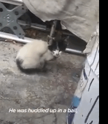 Tiny Abandoned Kitten Asks Woman For Help_part2