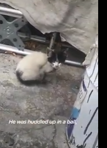 Tiny Abandoned Kitten Asks Woman For Help_part2