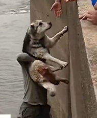 This brave man saves a dog that fell in the river 🐕🌊_part2