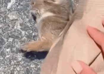 This Bunny Was Left to Die … But We Gave Him a Second Chance_part2