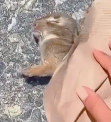 This Bunny Was Left to Die … But We Gave Him a Second Chance_part2