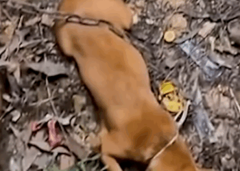 Part2 Animals Rescue #dogrescue #rescuedog #dogsofttiktok #foryoupage #foryou #dogs