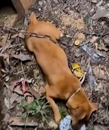 Part2 Animals Rescue #dogrescue #rescuedog #dogsofttiktok #foryoupage #foryou #dogs