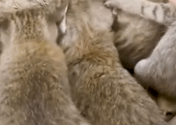 Rescued Cats Embrace Their New Life_part2